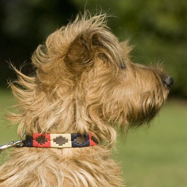 Gaucho dog best sale collar